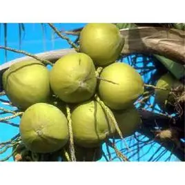 Factory Supply Saw Palmetto Extract Saw Palmetto Fruit Extract Powder 45% Fatty Acids