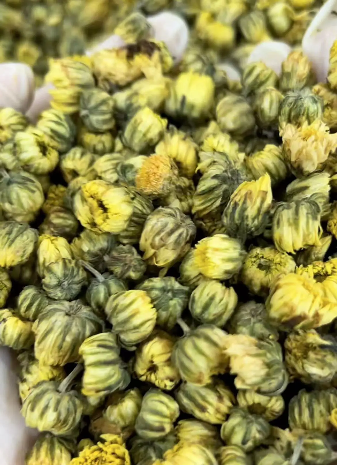 Chrysanthemum Buds Tai Ju Herb Tea Flower High Quality Chrysanthemum Flowering Tea