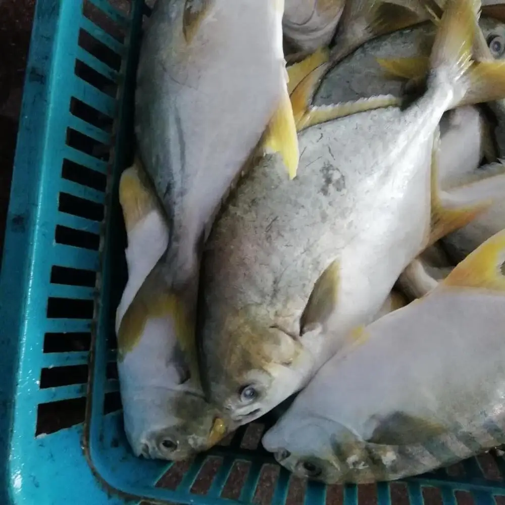
seafood frozen gold pompano pomfret fish 