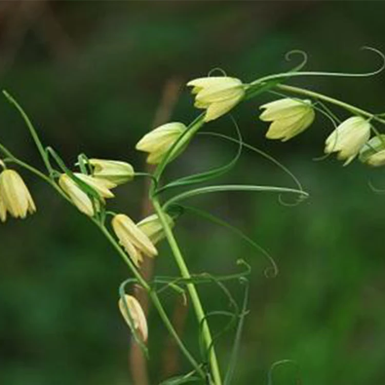 
Factory direct sales thunberg fritillary clearing away heat dried fritillaria 
