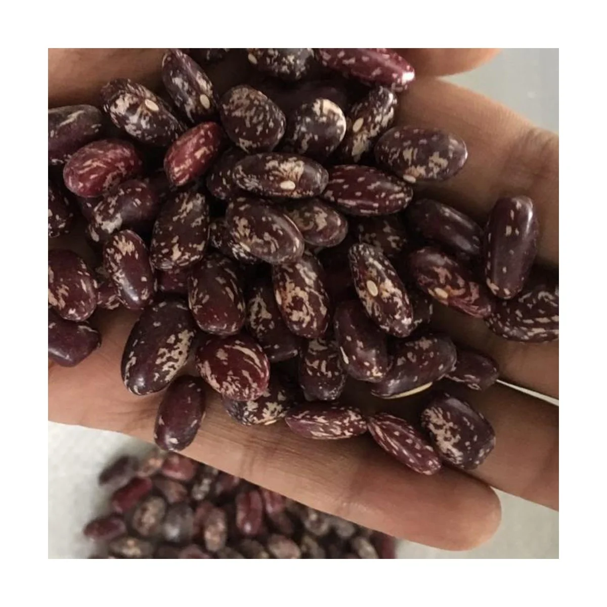 High quality food grade 25 or 50 kg kidney beans natural Uzbekistan product Purple speckled kedney beans for food