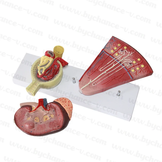 Medical Science Studying Aids Human Anatomy Model Kidney Nephron Glomerulus Urinary System Model
