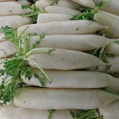 New crop fresh radish wholesale good quality and competitive price white radish