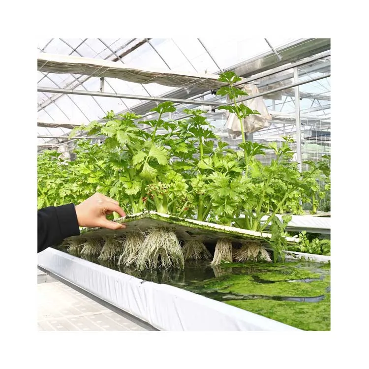 Гидропонная система DWC салатная теплица