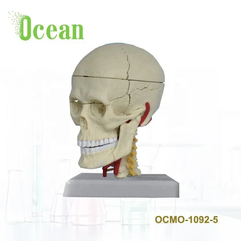 Medical anatomical mini size plastic human plastic skull Skeleton model