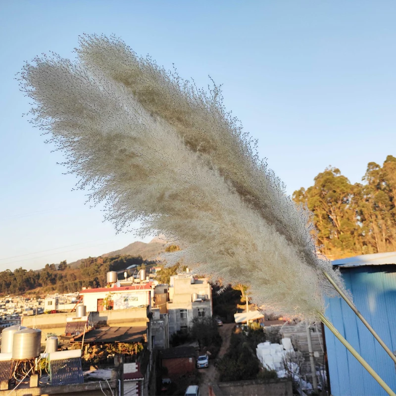 Dry Tall Pompas Decor White Colored Natural Dried Plumes Pampus Large Fluffy Pampas Grass