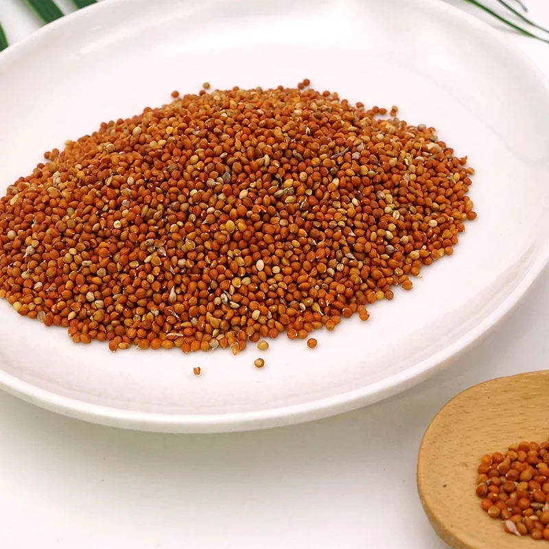 Wholesale red  foxtail millet in husk