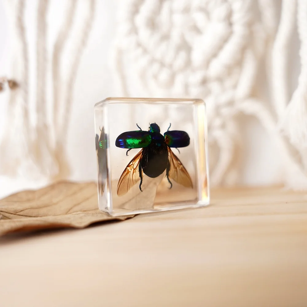Real Insects Paperweight Taxidermy Specimen Resin Biological Model Educational Supplies Teaching Resources Animal Pattern Study