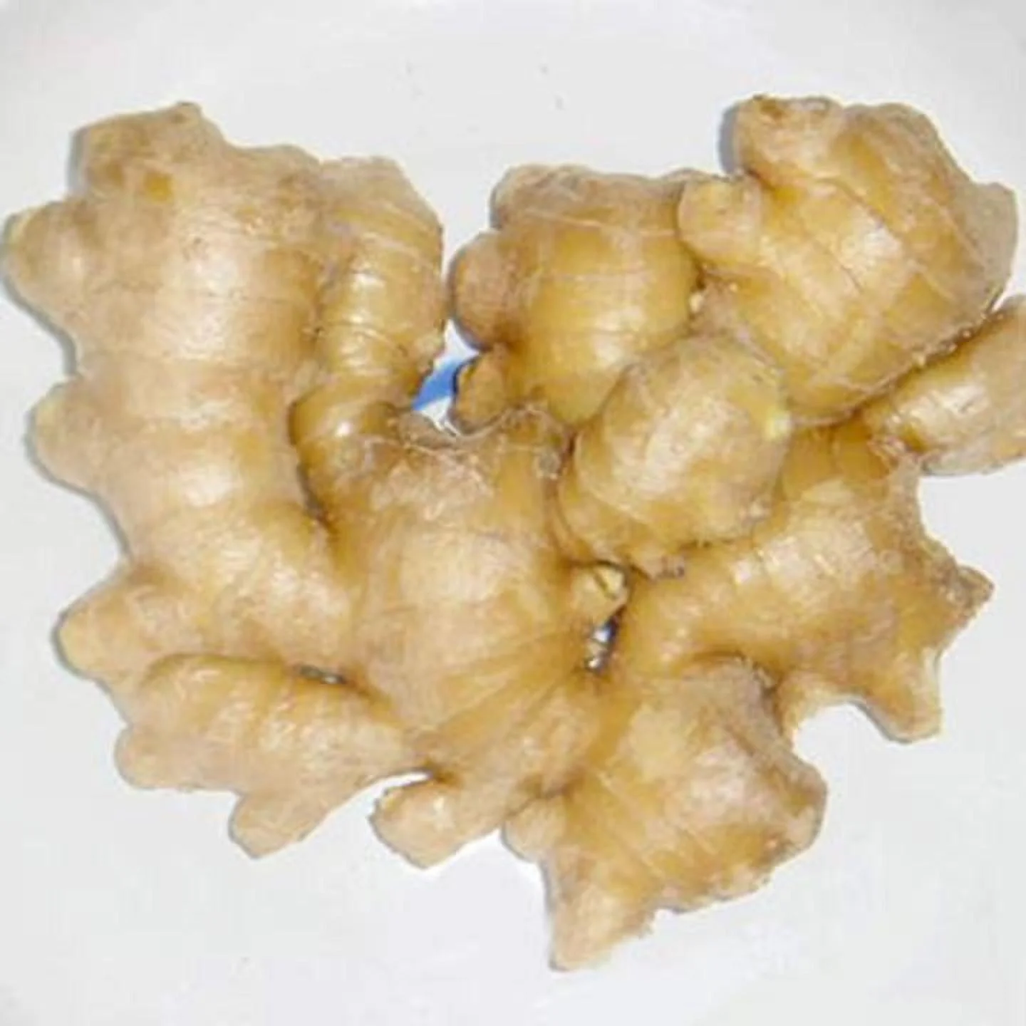 
The fresh ginger with the competitive price 