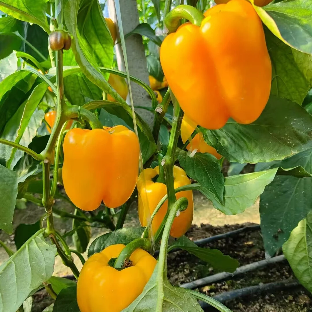 new crop fresh bell pepper color capsicum sweet bell chilli pepper