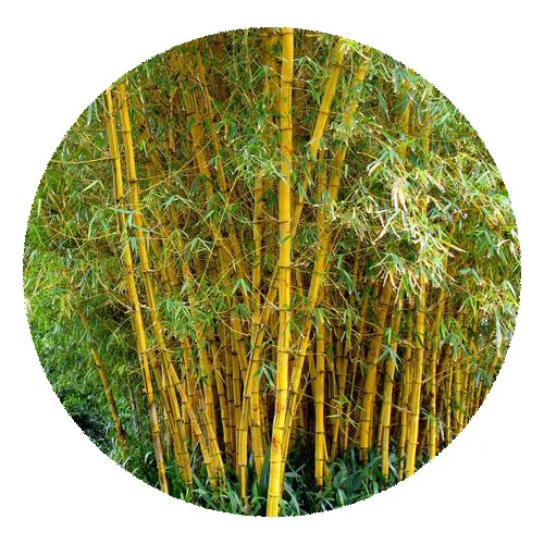 Горячая Распродажа, мембранный дендробиамус/семена желтого бамбука