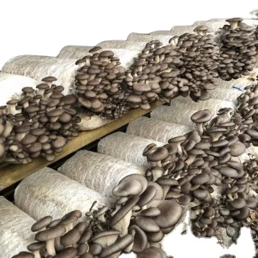 oyster mushroom mycelium growing bags for farm