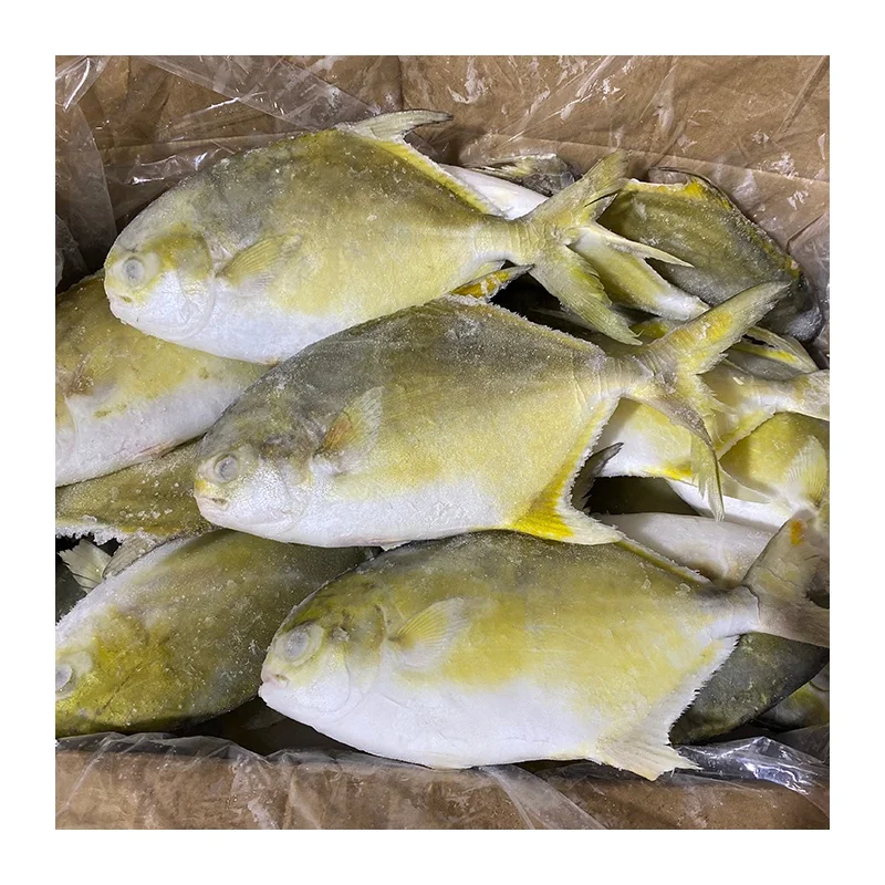 raw golden pomfret pompano export 400 to 600g
