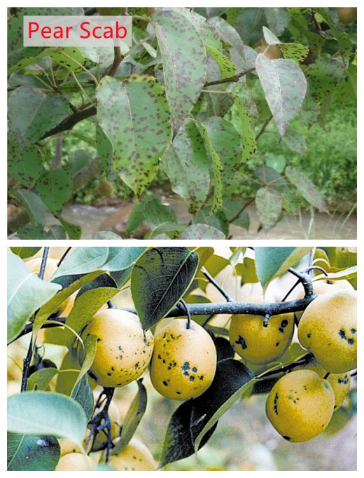 Agrochemical Pesticide fungicide Penconazole 10% EC