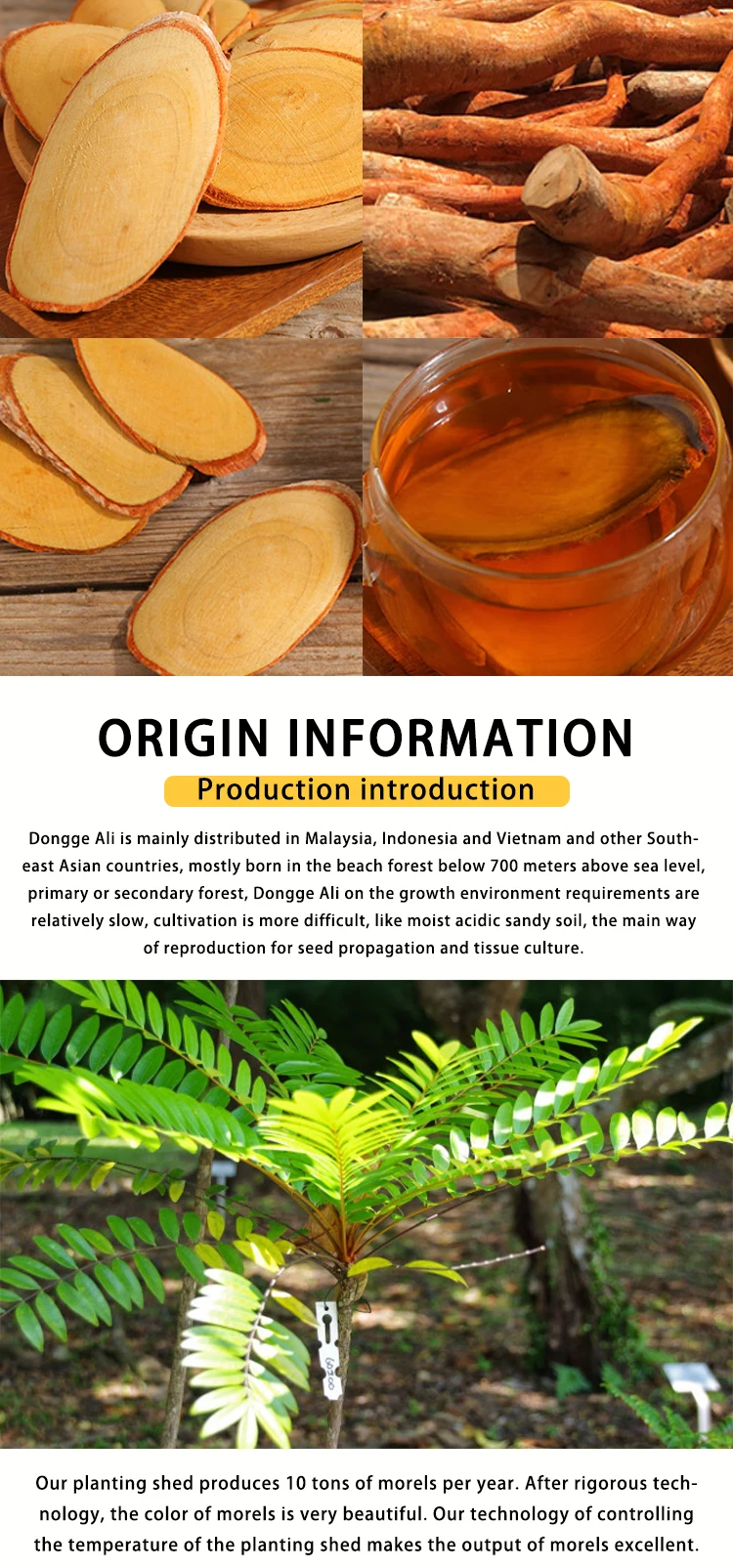 Pure Plant Buy Eurycoma Longifolia Root Healthcare Supplement Tongkat Ali Extracts