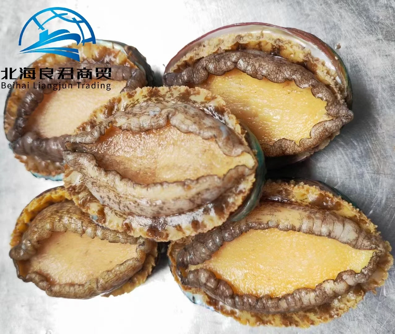 Wholesale new seafood products from China nutritious and delicious abalone food frozen seasonal plate haliotis discus hannai