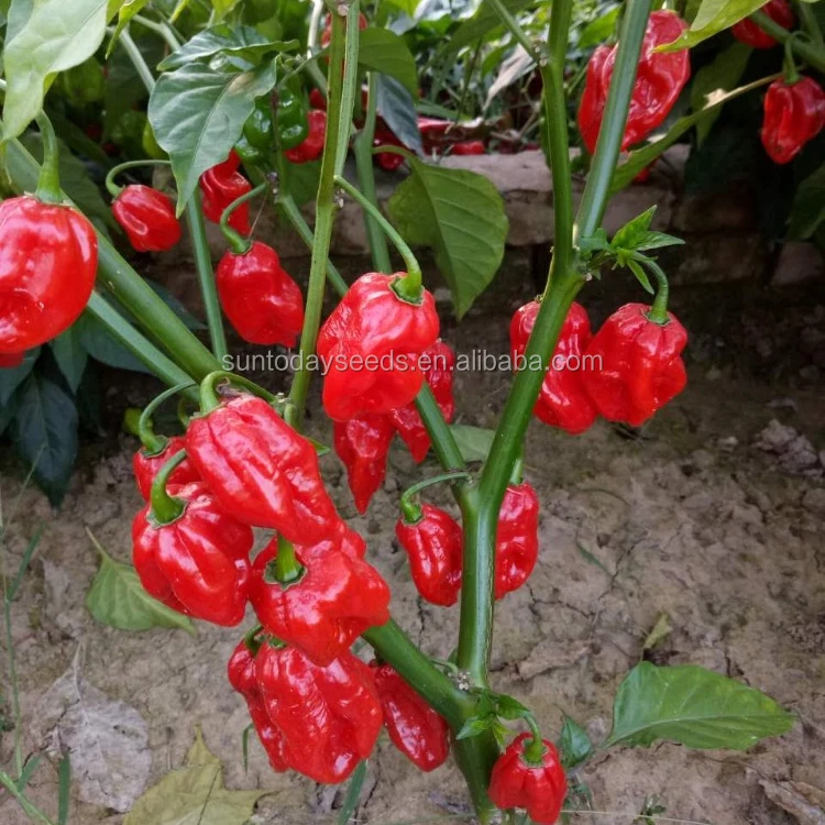 
Suntoday agriculture F1 hot pepper chilli hebanero seeds 5gr/bag 
