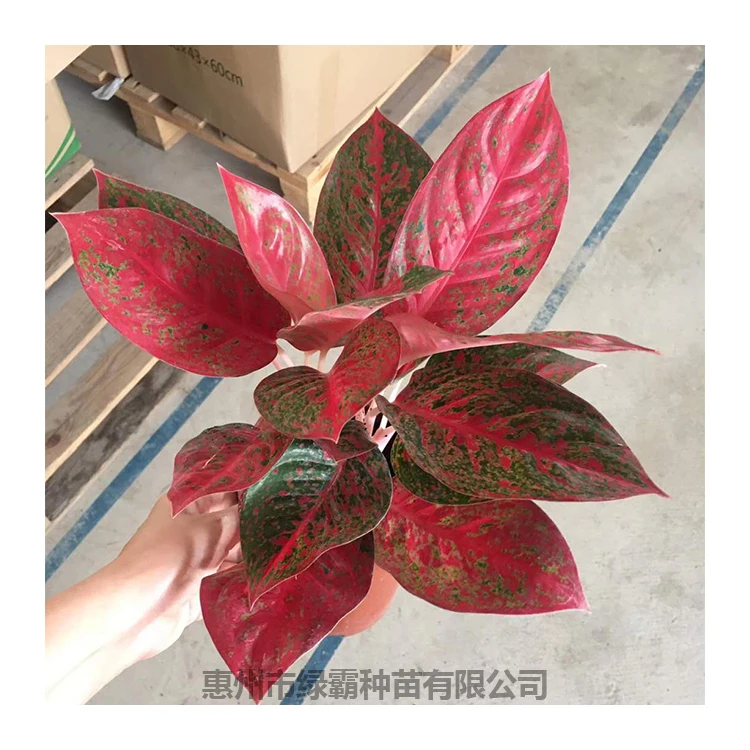 Декоративное растение Китай красное солнце Aglaonema живые растения