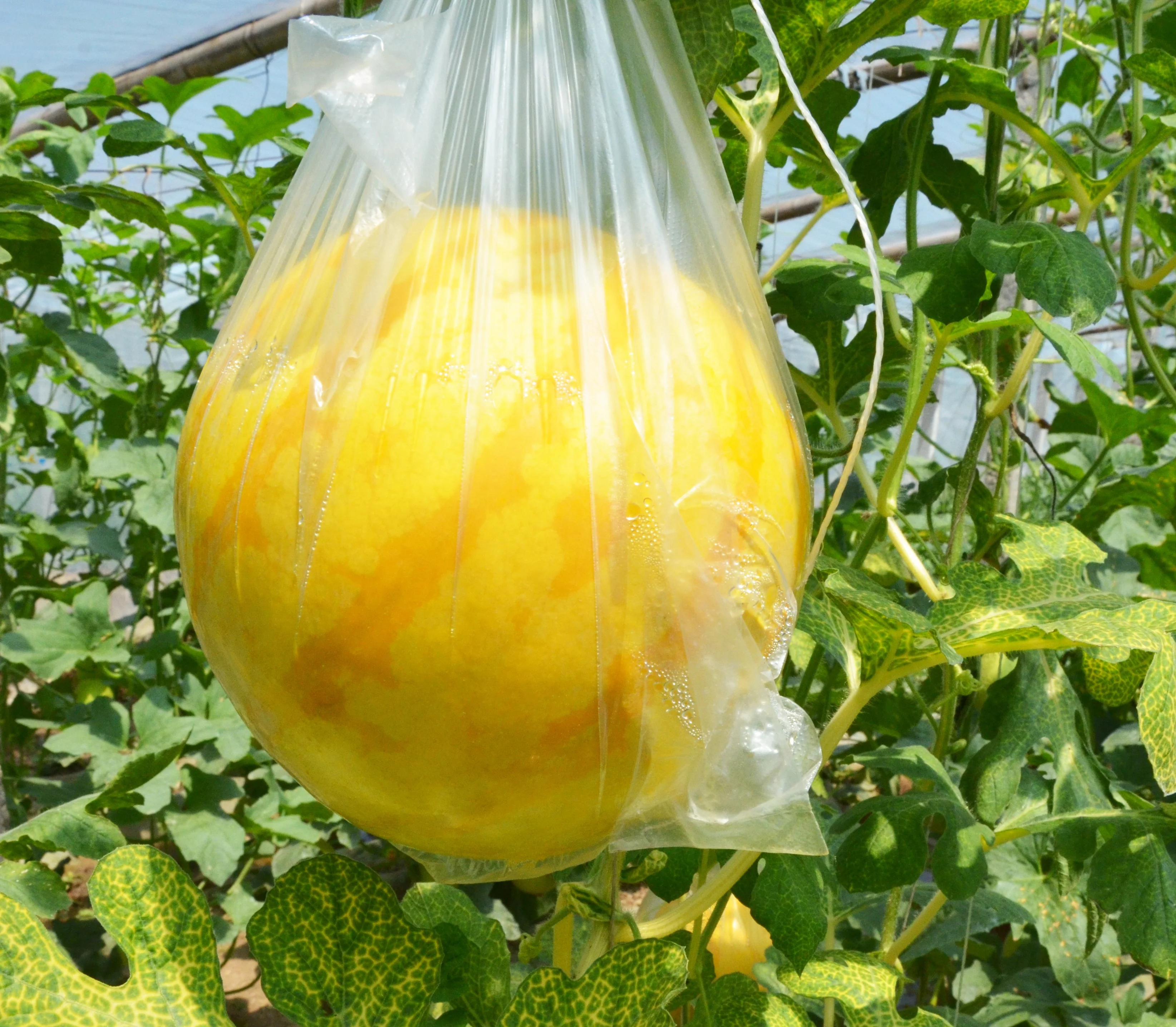 
Golden Queen golden rind and red flesh hybrid watermelon seeds 