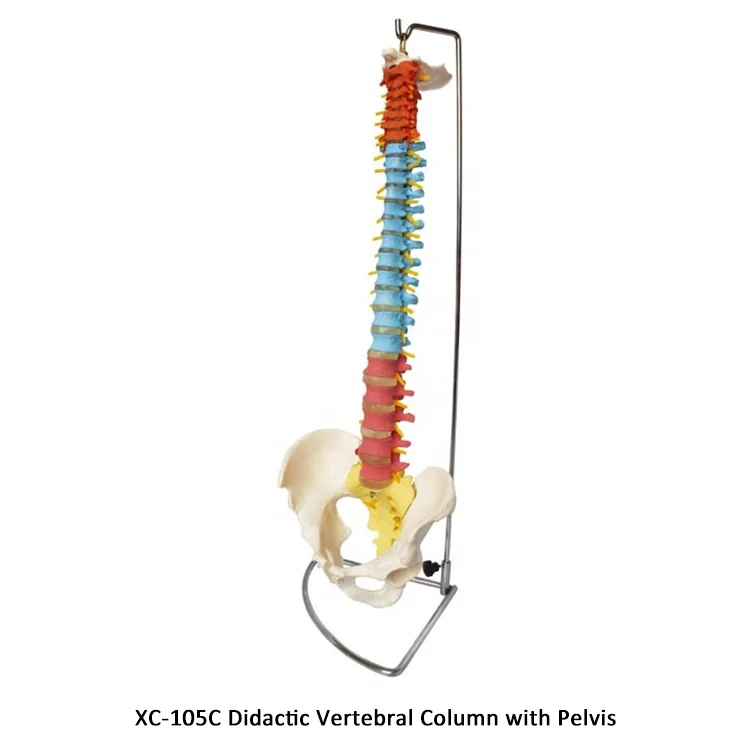 XC-107A Vertebral Column and Painted Muscles