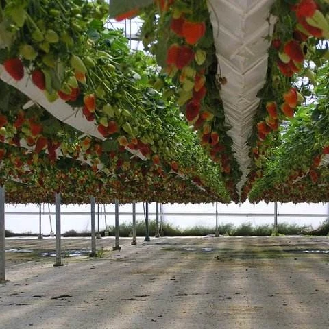Hydroponic Strawberry Growing Gutter Greenhouse
