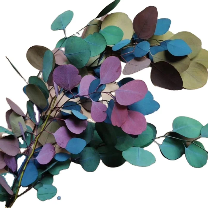 Natural Preserved Everlasting Apple leaf Dried Eucalyptus Leaves Green Silver Dollar Eucalyptus for Wedding Flower Decoration