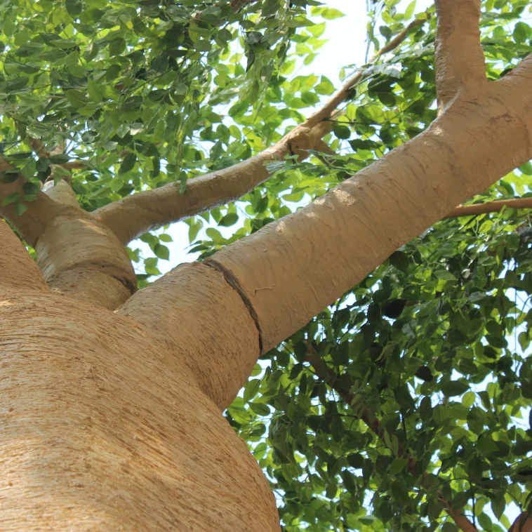 High simulation large outdoor artificial baobab tree on sale