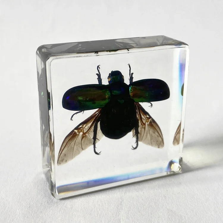 Insect Taxidermy Chafer Beetle in Resin Set Craft Gifts for Sales