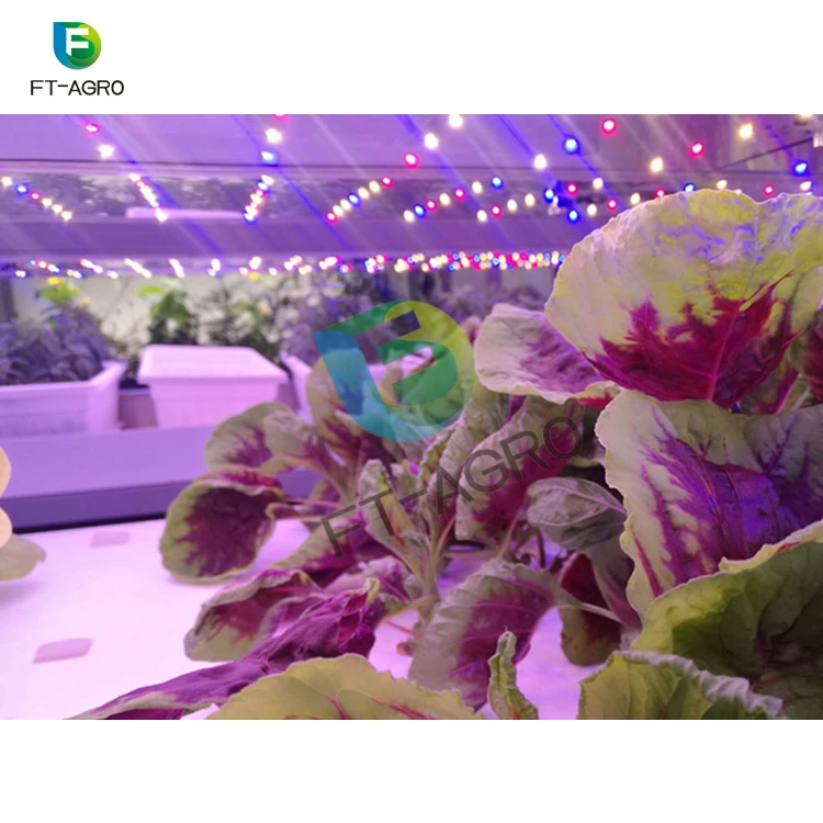 40ft Container hydroponic plant factory For smart farms