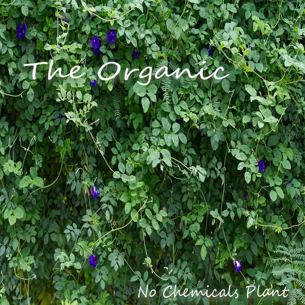 
MISS CHAYA Pure Organic Raw Dried Blue Butterfly Pea flower Herbal Thailand Drink And Hair Care Anti Oxidant 