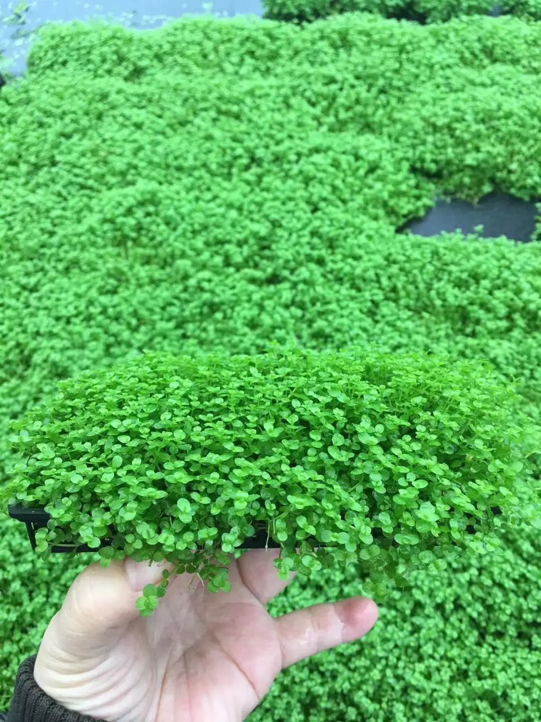 Aquarium Fish Tank High Green Lifelike Underwater real Plant Aquatic Water Grass