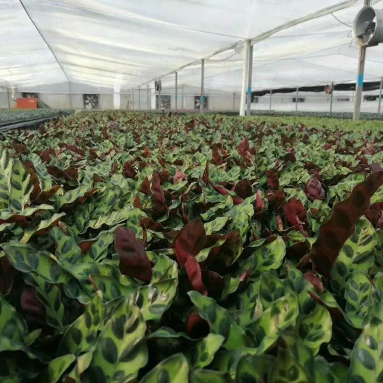 Саженцы растений тканевая культура саженцы леопарда arrowroot