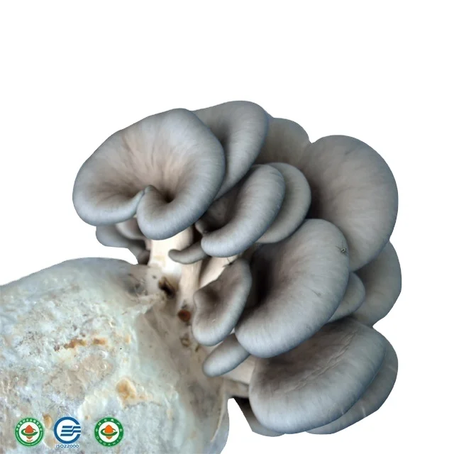 oyster mushroom spawn/oyster mushroom seeds/oyster mushroom bags