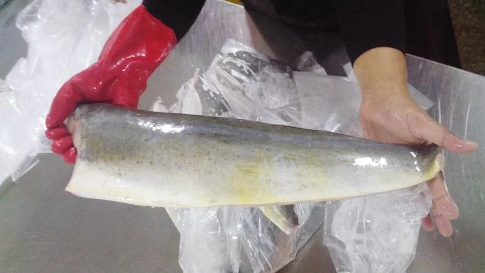 Frozen Mahi Mahi Fillet Good Sale from Indonesia