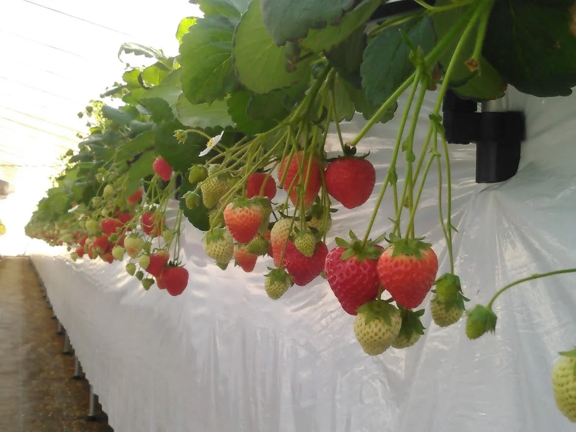 High quality Japanese ICHIKAHIME strawberries gift fresh jam pesticide-free organic fruit strawberry import