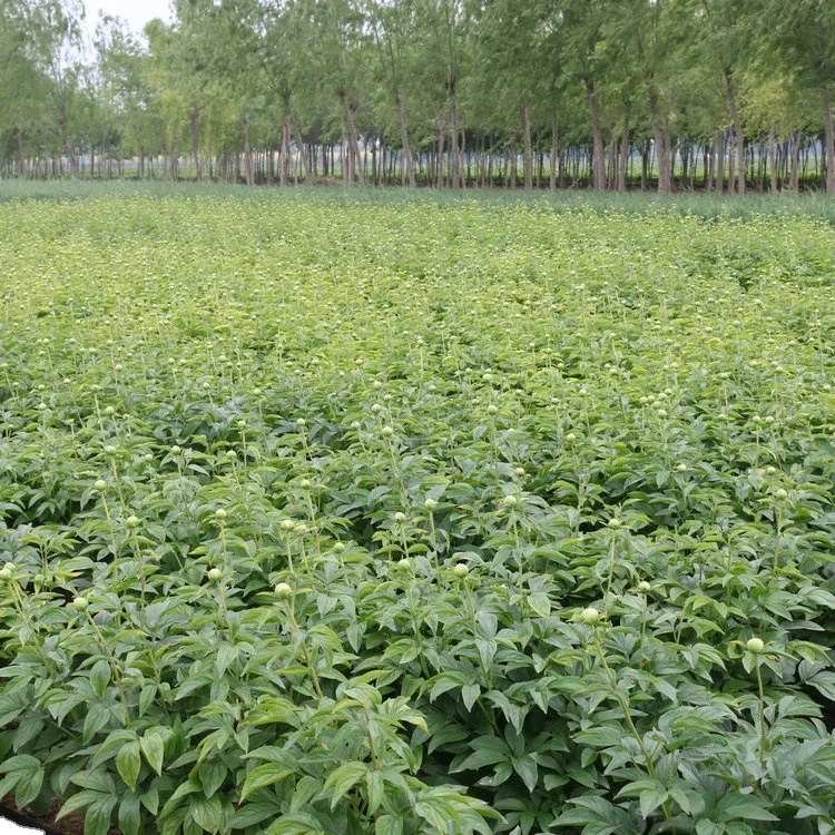 
yellow white red purple pink green black blue multi-colour herb peony cut flowers 