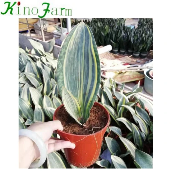 
One Leave Sansevieria 