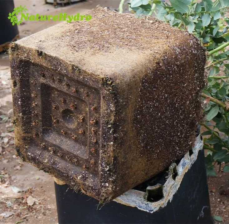 Various Square Injection Molded Plant Pots Blueberry Containers for Collection