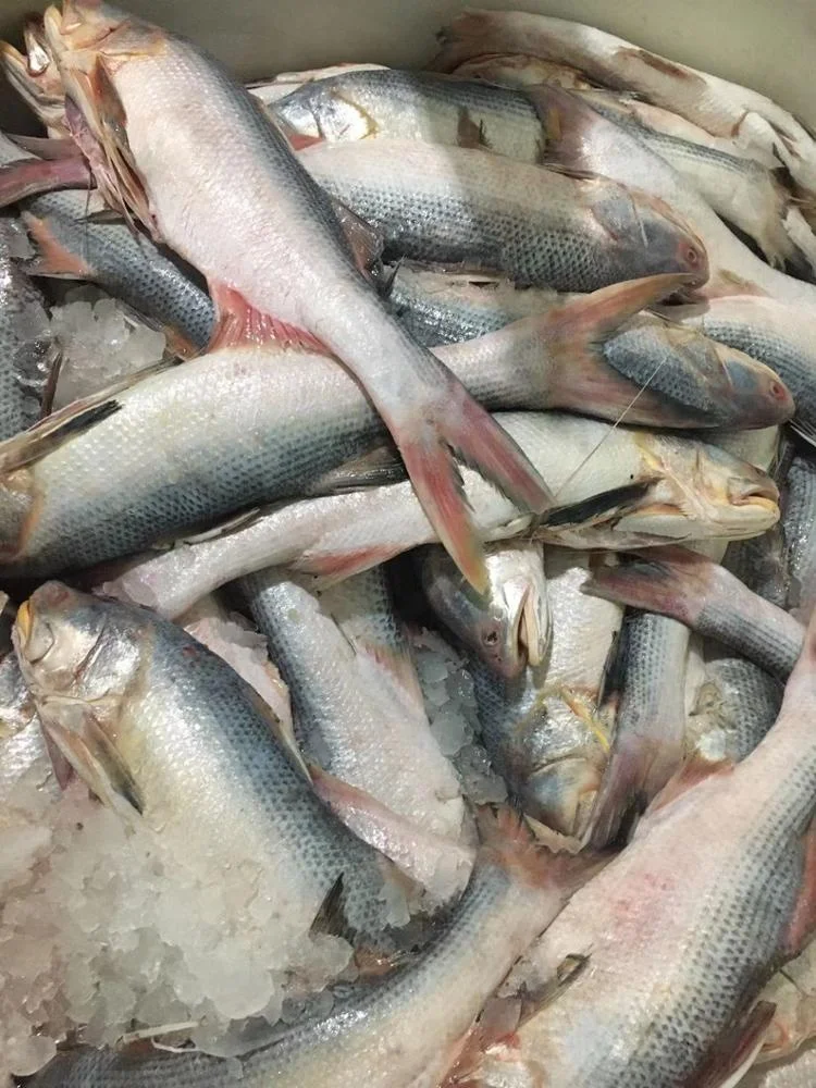 Frozen King Threadfin Fish Gutted Good Sale