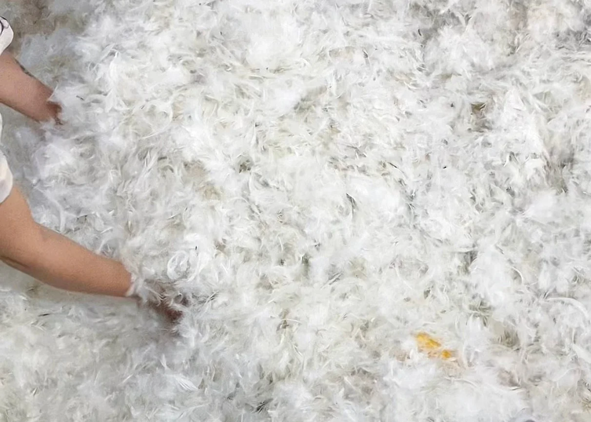 Factory direct sales 2-4cm90% white duck feather