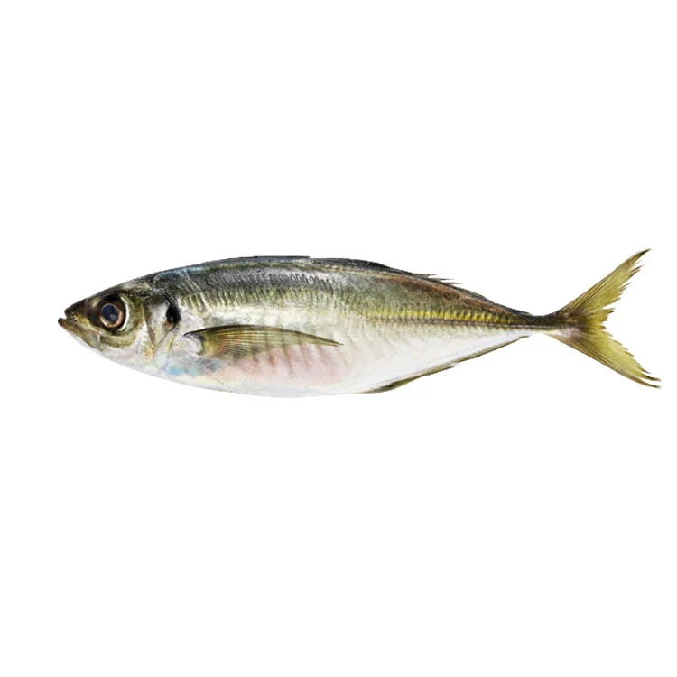 Цена за замороженные морепродукты рыбу Ангола Конская