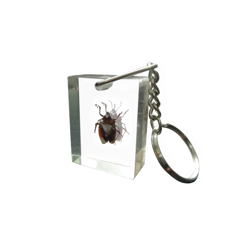 Custom Resin Insect Crafts Resin Specimen Ornaments Bug Paperweight Keychain Gift Souvenir