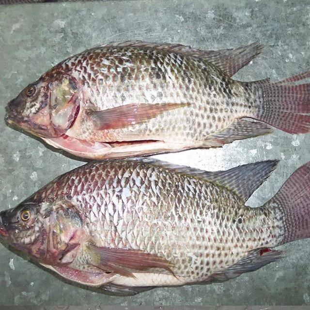Fresh IWP Whole Cleaned Poisson Congele Tilapia Frozen Black IQF Gutted & Scaled Tilapia Price
