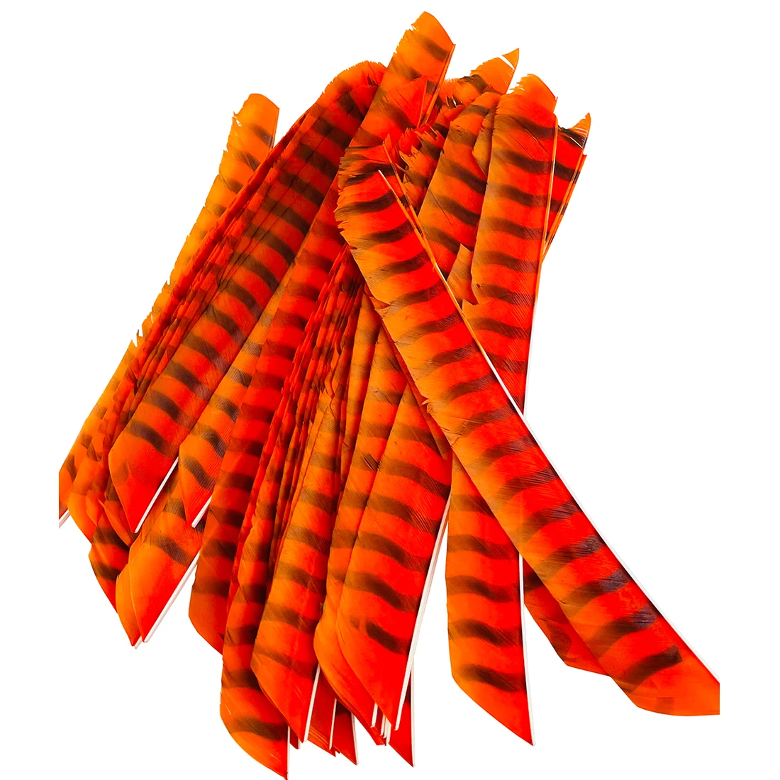 Full Length Right Wing Archery Arrow Feathers Colorful Stripe Turkey Feather Hunting and Shooting Arrow Feather DIY Outdoor