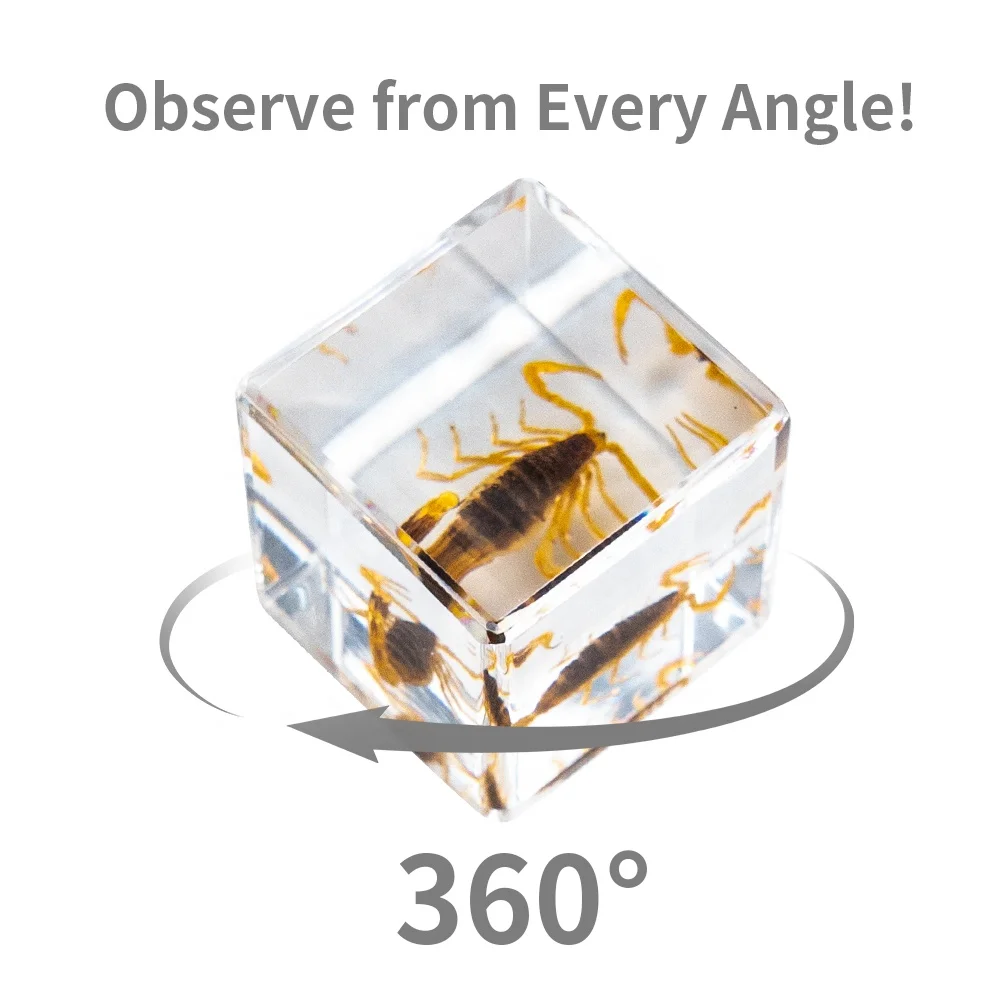 Epoxy real insects in resin specimen real animals Scorpion paperweight resin cube wholesale taxidermy novelty gifts