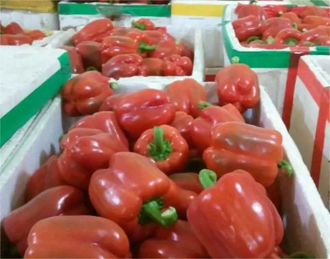 fresh sweet bell pepper fresh coloured capsicum green red yellow bell pepper