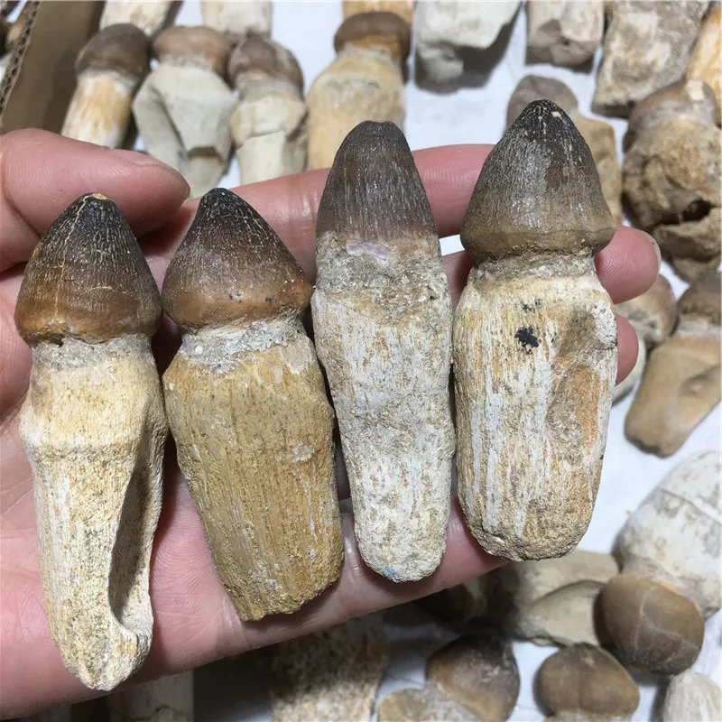 Natural Mineral Specimen dinosaur fossils Globidens tooth fossil stone for sale