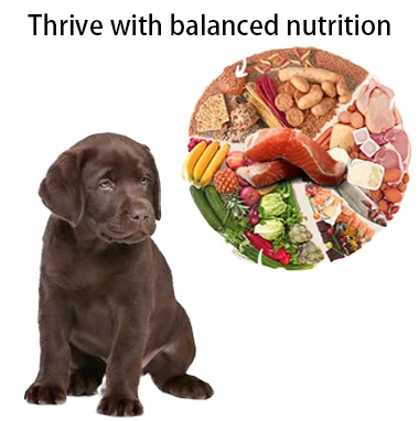 Лучшие продажи Oem (изготовитель комплектного оборудования) высоко-питание собака лечит закуски питания производство: Китай