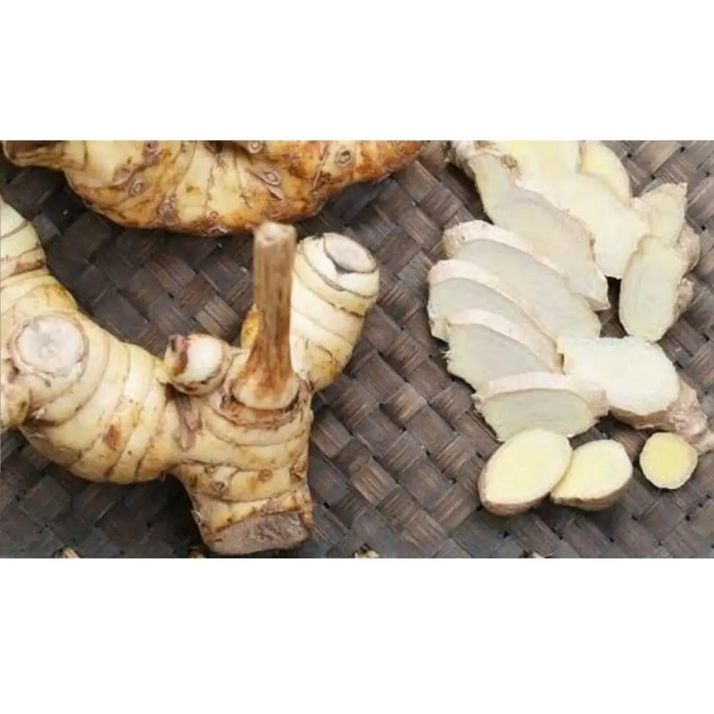 AD Fresh&Dried High Quality Thai Herbal Organic Galangal root Single Herbs & Spices Type and AD Drying Process Young Galangal