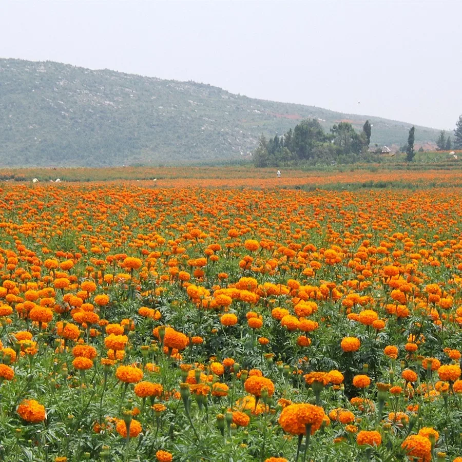 Новое поступление 2021, семена оранжевого календулы для разрезанных цветов